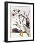 Various Arachnids from South America, 1726-Maria Sibylla Graff Merian-Framed Giclee Print