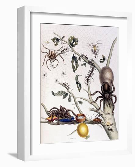 Various Arachnids from South America, 1726-Maria Sibylla Graff Merian-Framed Giclee Print