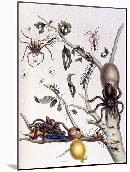 Various Arachnids from South America, 1726-Maria Sibylla Graff Merian-Mounted Giclee Print