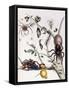 Various Arachnids from South America, 1726-Maria Sibylla Graff Merian-Framed Stretched Canvas