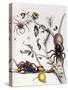 Various Arachnids from South America, 1726-Maria Sibylla Graff Merian-Stretched Canvas