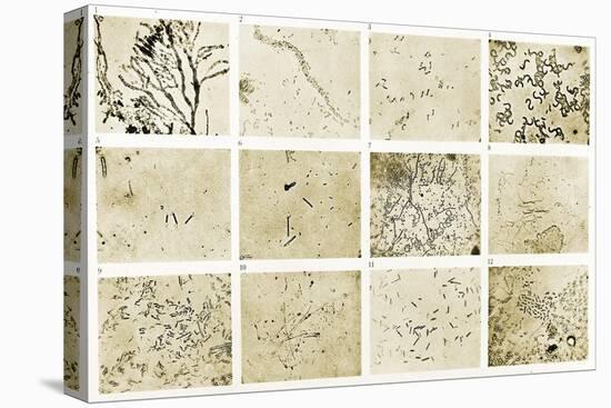Various Bacilli Observed by Robert Koch-Science Source-Stretched Canvas