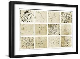 Various Bacilli Observed by Robert Koch-Science Source-Framed Giclee Print