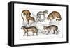 Various Big Cats-null-Framed Stretched Canvas