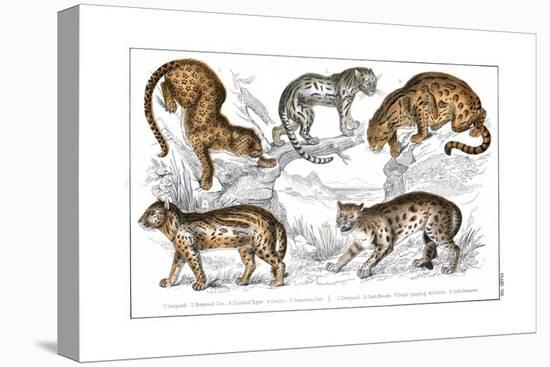 Various Big Cats-null-Stretched Canvas