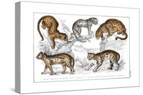 Various Big Cats-null-Stretched Canvas
