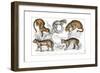 Various Big Cats-null-Framed Giclee Print