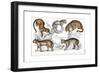 Various Big Cats-null-Framed Giclee Print