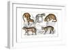 Various Big Cats-null-Framed Giclee Print