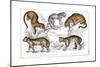 Various Big Cats-null-Mounted Giclee Print