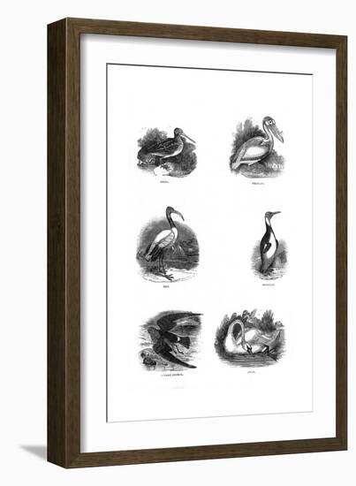 Various Birds-null-Framed Giclee Print