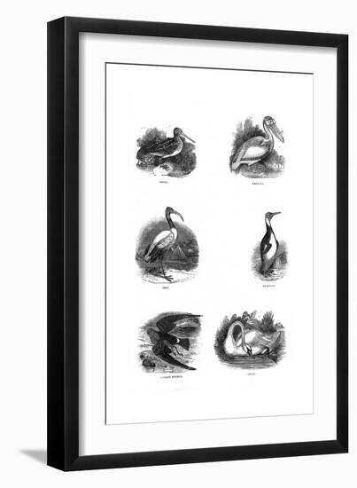 Various Birds-null-Framed Giclee Print