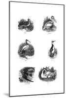 Various Birds-null-Mounted Giclee Print