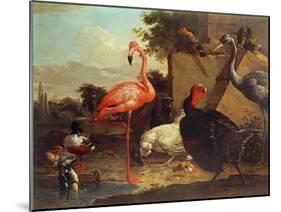 Various Birds-Gillis Claesz d' Hondecoeter-Mounted Giclee Print