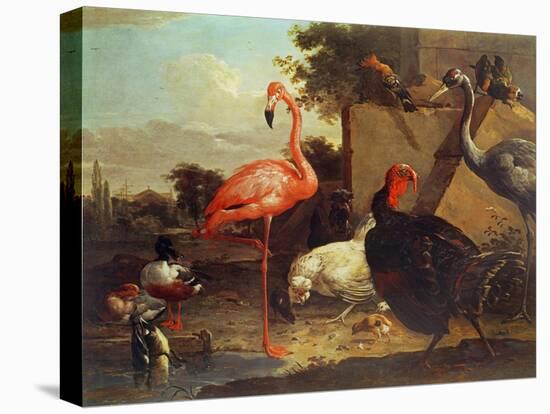 Various Birds-Gillis Claesz d' Hondecoeter-Stretched Canvas