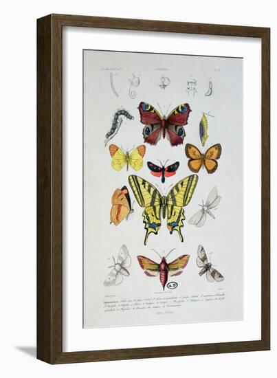 Various Butterflies from "Dictionnaire Elementaire D'Histoire Naturelle"-A. Baron-Framed Giclee Print