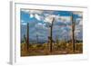 Various cactus plants in a desert, Organ Pipe Cactus National Monument, Arizona, USA-null-Framed Photographic Print