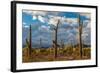 Various cactus plants in a desert, Organ Pipe Cactus National Monument, Arizona, USA-null-Framed Photographic Print