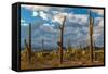 Various cactus plants in a desert, Organ Pipe Cactus National Monument, Arizona, USA-null-Framed Stretched Canvas