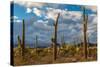 Various cactus plants in a desert, Organ Pipe Cactus National Monument, Arizona, USA-null-Stretched Canvas