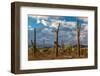 Various cactus plants in a desert, Organ Pipe Cactus National Monument, Arizona, USA-null-Framed Photographic Print