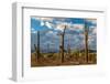 Various cactus plants in a desert, Organ Pipe Cactus National Monument, Arizona, USA-null-Framed Photographic Print