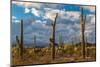 Various cactus plants in a desert, Organ Pipe Cactus National Monument, Arizona, USA-null-Mounted Photographic Print