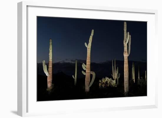 Various cactus plants in a desert, Organ Pipe Cactus National Monument, Arizona, USA-null-Framed Photographic Print