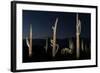 Various cactus plants in a desert, Organ Pipe Cactus National Monument, Arizona, USA-null-Framed Photographic Print