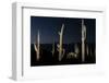 Various cactus plants in a desert, Organ Pipe Cactus National Monument, Arizona, USA-null-Framed Photographic Print