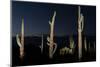 Various cactus plants in a desert, Organ Pipe Cactus National Monument, Arizona, USA-null-Mounted Photographic Print