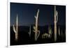 Various cactus plants in a desert, Organ Pipe Cactus National Monument, Arizona, USA-null-Framed Photographic Print