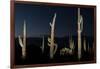 Various cactus plants in a desert, Organ Pipe Cactus National Monument, Arizona, USA-null-Framed Photographic Print