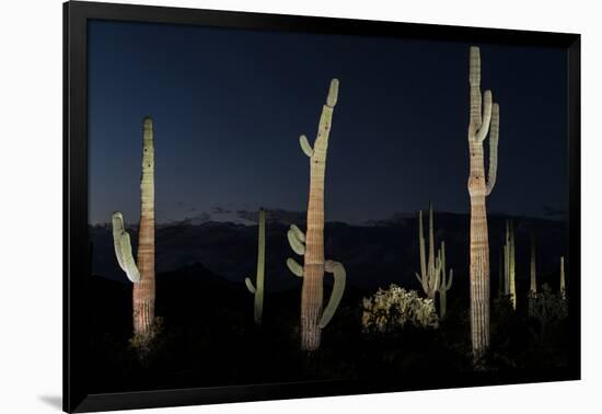 Various cactus plants in a desert, Organ Pipe Cactus National Monument, Arizona, USA-null-Framed Photographic Print