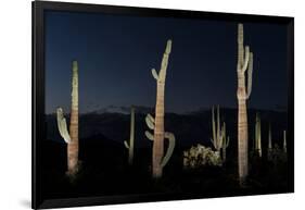 Various cactus plants in a desert, Organ Pipe Cactus National Monument, Arizona, USA-null-Framed Photographic Print