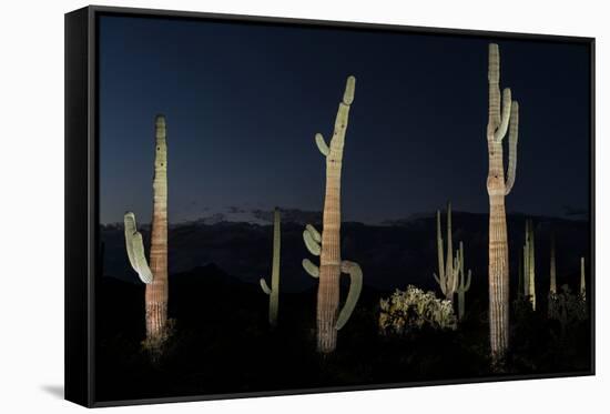 Various cactus plants in a desert, Organ Pipe Cactus National Monument, Arizona, USA-null-Framed Stretched Canvas