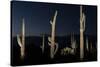 Various cactus plants in a desert, Organ Pipe Cactus National Monument, Arizona, USA-null-Stretched Canvas