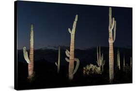 Various cactus plants in a desert, Organ Pipe Cactus National Monument, Arizona, USA-null-Stretched Canvas