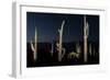 Various cactus plants in a desert, Organ Pipe Cactus National Monument, Arizona, USA-null-Framed Photographic Print