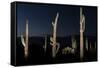 Various cactus plants in a desert, Organ Pipe Cactus National Monument, Arizona, USA-null-Framed Stretched Canvas