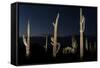 Various cactus plants in a desert, Organ Pipe Cactus National Monument, Arizona, USA-null-Framed Stretched Canvas