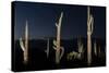 Various cactus plants in a desert, Organ Pipe Cactus National Monument, Arizona, USA-null-Stretched Canvas