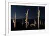 Various cactus plants in a desert, Organ Pipe Cactus National Monument, Arizona, USA-null-Framed Photographic Print