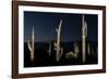 Various cactus plants in a desert, Organ Pipe Cactus National Monument, Arizona, USA-null-Framed Photographic Print