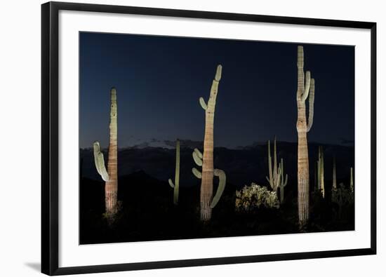 Various cactus plants in a desert, Organ Pipe Cactus National Monument, Arizona, USA-null-Framed Premium Photographic Print