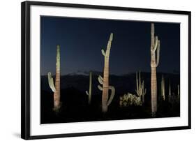 Various cactus plants in a desert, Organ Pipe Cactus National Monument, Arizona, USA-null-Framed Premium Photographic Print