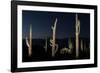 Various cactus plants in a desert, Organ Pipe Cactus National Monument, Arizona, USA-null-Framed Premium Photographic Print