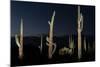 Various cactus plants in a desert, Organ Pipe Cactus National Monument, Arizona, USA-null-Mounted Premium Photographic Print