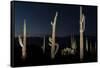 Various cactus plants in a desert, Organ Pipe Cactus National Monument, Arizona, USA-null-Framed Stretched Canvas