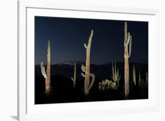 Various cactus plants in a desert, Organ Pipe Cactus National Monument, Arizona, USA-null-Framed Photographic Print